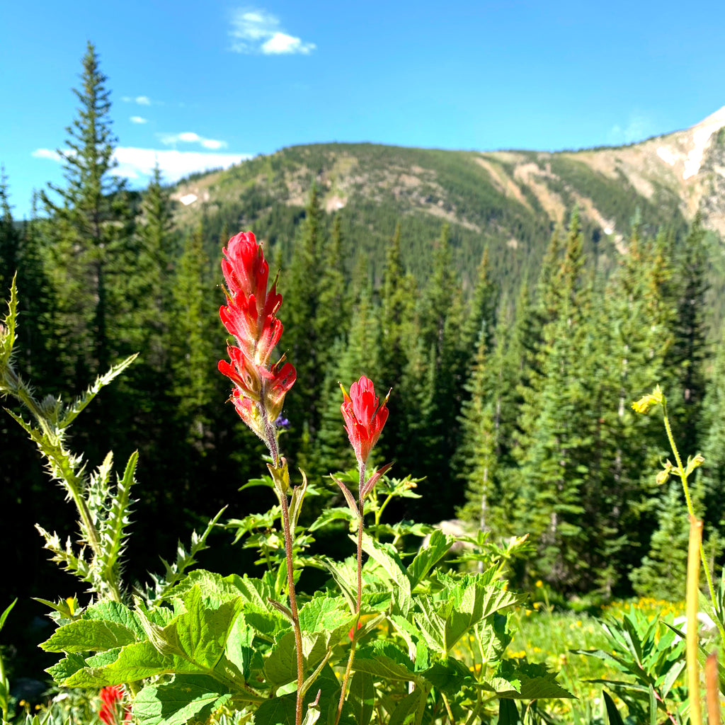 Wildflower Report: Devil's Thumb Lake